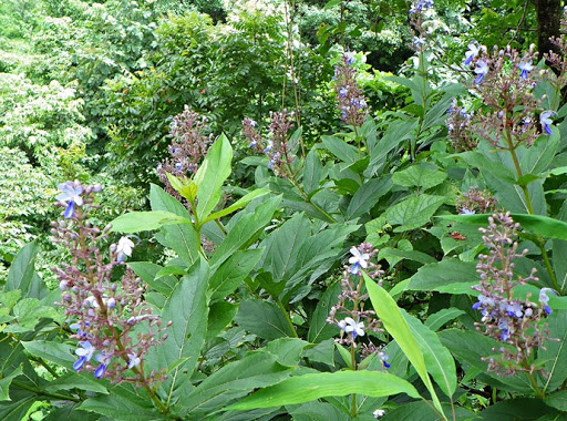 Cây Mò răng cưa. Clerodendrum serratum - Cây Thuốc Nam Quanh Ta